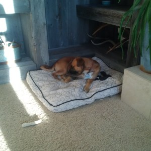 Chucho after the assessment visit