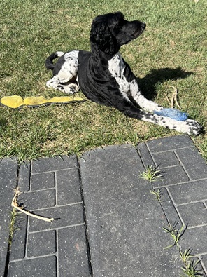 Introducing: Sprocket